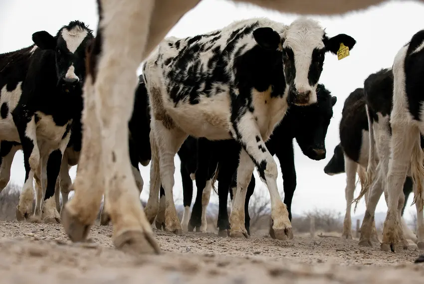 Cows At Three Texas Dairy Farms Have Bird Flu, Another Blow To Cattle